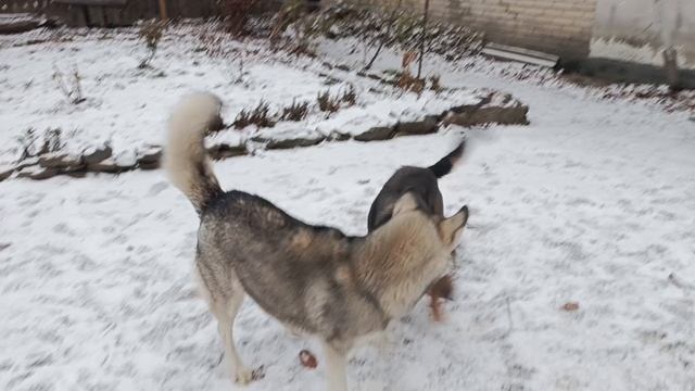 Айза и Ёжка