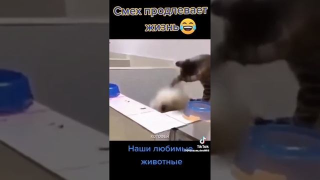 Смех продлевает жизнь