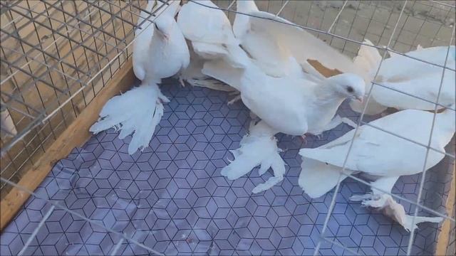 Сельские голуби. 19-08-2024 года.Голуби разной масти.
