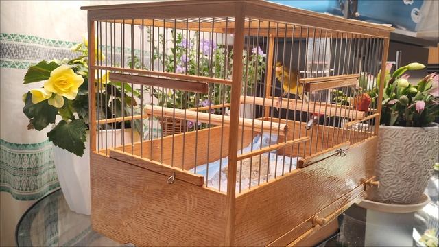 Кенар 3. 2024г. Русская певчая канарейка. Лесной напев. ( russian Canary Orpheus\ канарче Орфей)