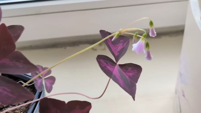 1000039162.mp4
