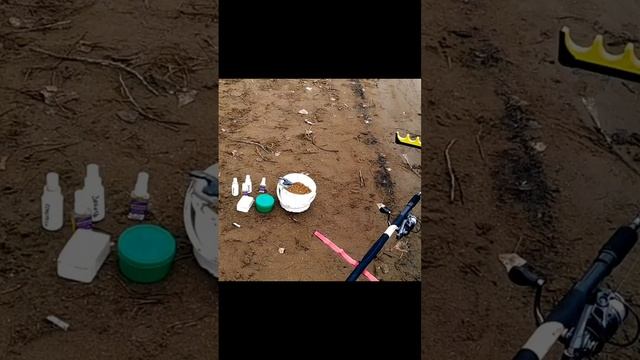 Поползень прилетел пообедать прикормом. Голод не тетка.