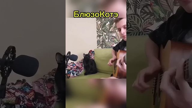 Музыкальный кот