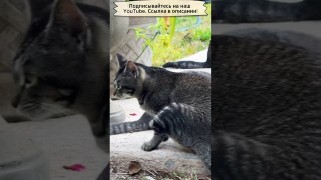 Котик без ноги