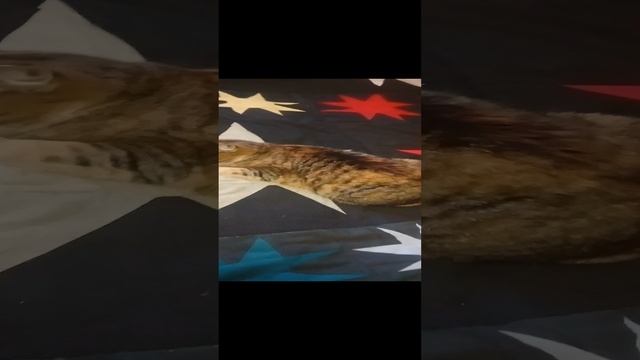 Киса Сима спит,,🐈🐈🐈🐈🐈