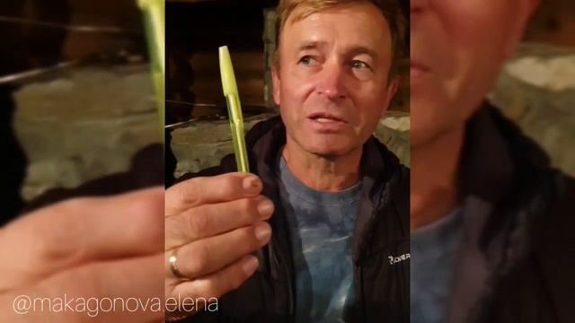 Цветение маральника или Алтайская Сакура 2021... Отзывы