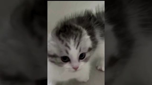 Злое но милое