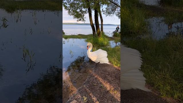 Выштынецкое озеро в Калининградской области 💙