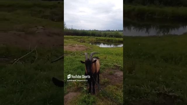 Козел Бублик подмок немножко