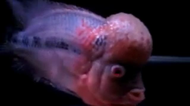 Flowerhorn Cichlid- UpdateVideo