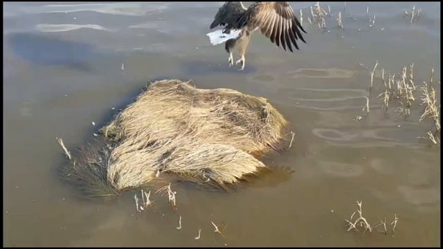 хищные 🦅 птицы