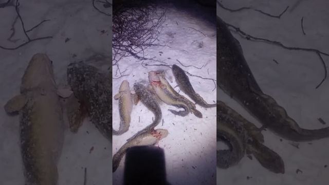 Огромные налимы ! Первый лед ! Рыбалка в Красноярске !