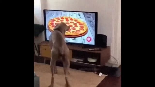 DOG MEMES COMPILATION #1