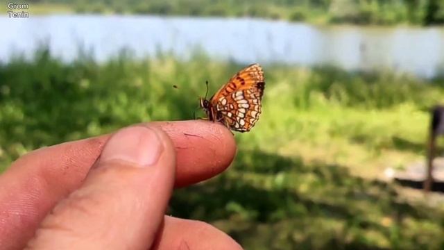 Grom Tenin - Пари .mp4