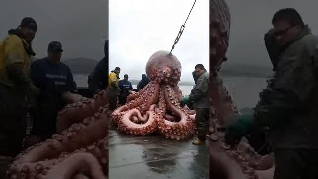 Гигант осьминог
