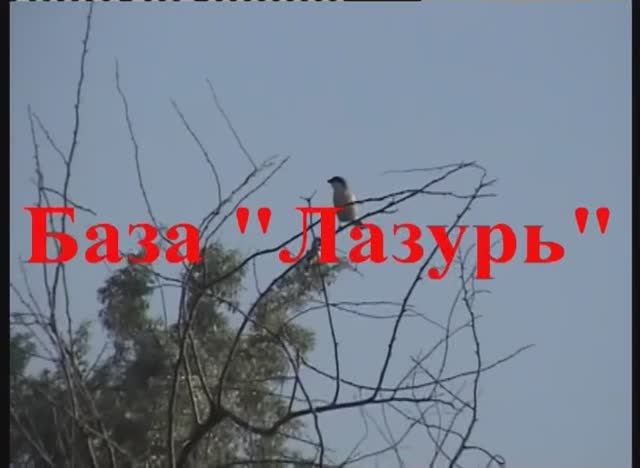 Воскресеновка 2008г
