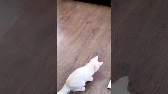 Трюковый белый котенок. #кошка #котята
