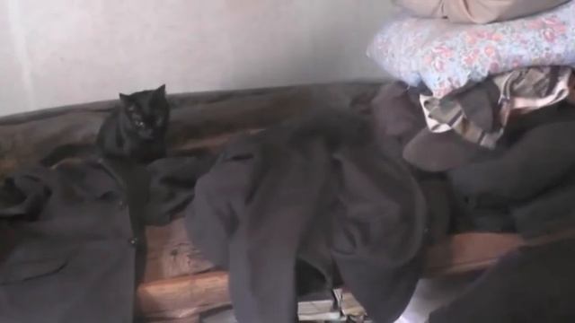 №36 Кошки   есть египетское чудо совершенства с  03 12 2023