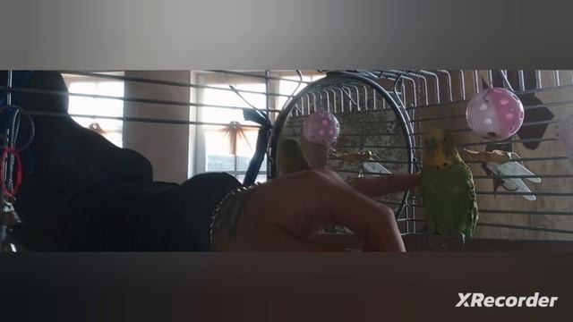 попугай волнистый