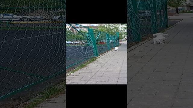 Человек 👴 собаке 🐶 друг, это знают все вокруг. Бишон Фризе. Прогулка. Умные собаки. Дрессировка.