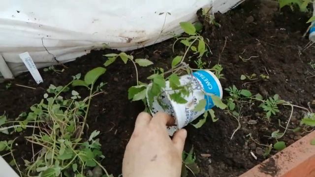 6.05.2021 огород, высадила рассаду томатов.