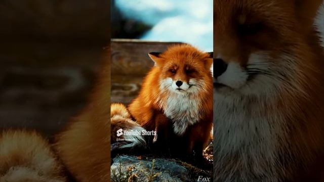 Lounge Lion-ivanish Fox # fox#music #new#animal