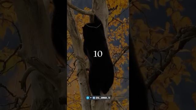 Милость Всевышнего безгранична