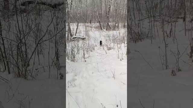 Канадский волк - гибрид. 21 декабря 2024