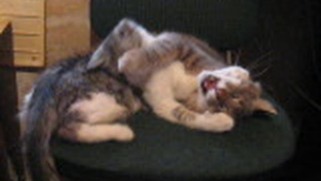 Кот играет с юным племянником