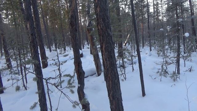 Капканы на волка. Окончание охоты с собаками.