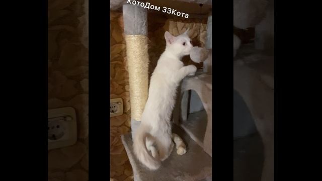 Знакомимся: малышка Атика, 3 месяца. Очаровательная, изящная,  с разноцветными глазками.