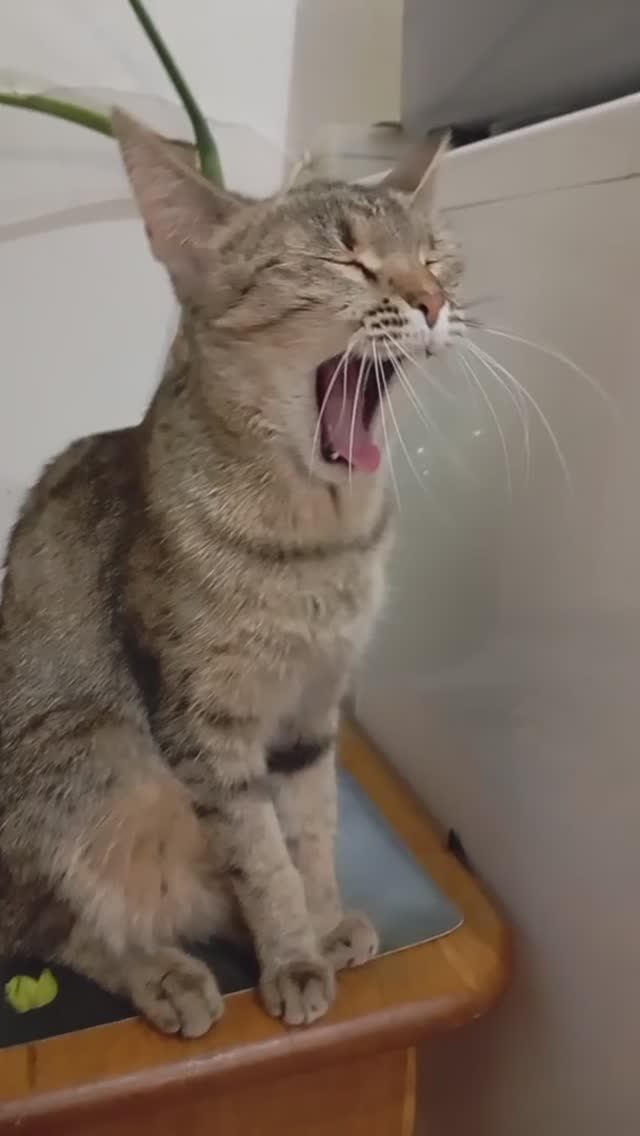 Бусинка! ...Зевнула🙂