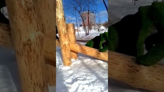 Утро в сосновом лесу.mp4