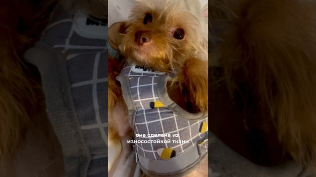 Самая стильная шлейка🐕🦺