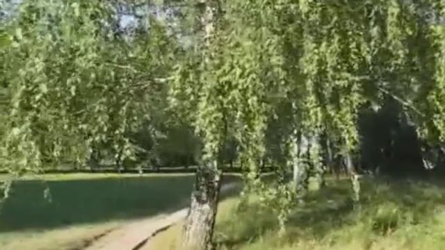 БЕРЁЗА