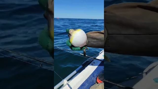 Очередной гость из тёплых морей...