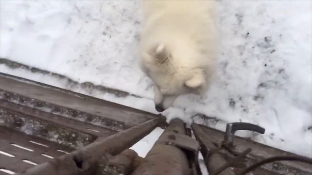 Собака в моей жизни / История про лучшего друга /