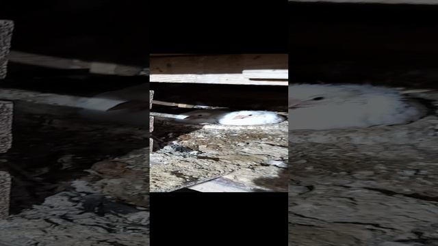 Голуби Морозова Николая
