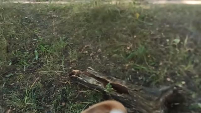 Мега игрушка для собак экологически чистые материалы.mp4