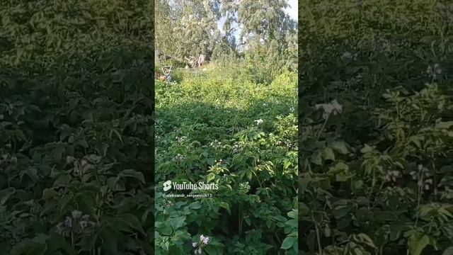 Любуюсь картошечкой)