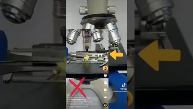 #интересно #подмикроскопом #наука #микромир #микроскоп
