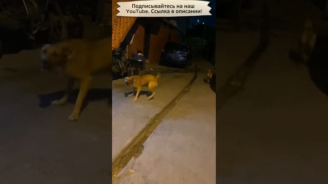 Напугал собак