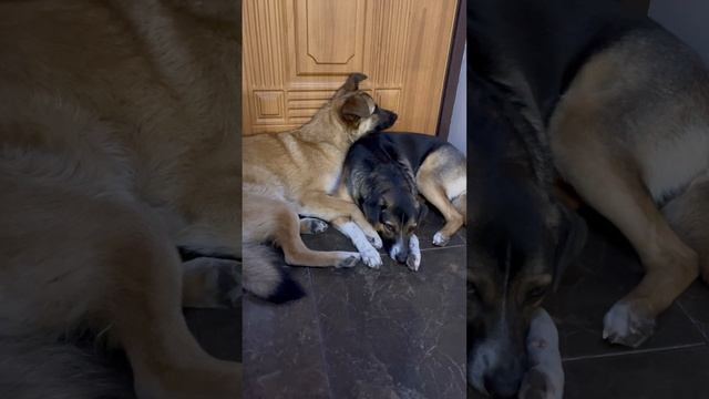 Фунтик и Дейзи 🥰