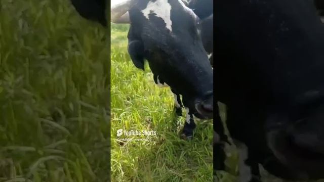 Корова вдруг пошла в наступление