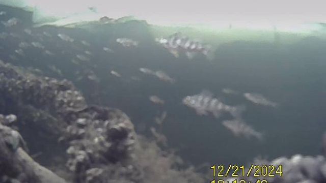 1000035441.mp4Волга тол.льда 5см.21.12.2024г.