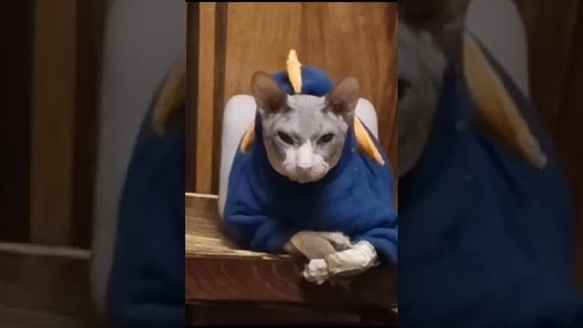Кот-бандит