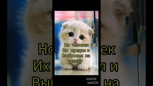 животные