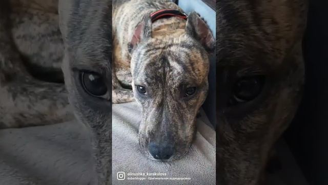 Захватите немножко колбасков с собой