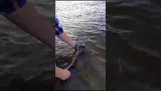 Поймал  пофоткался и отпусти) Стерлядь на крючке)