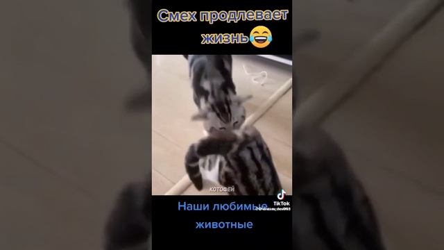 Смех это жизнь